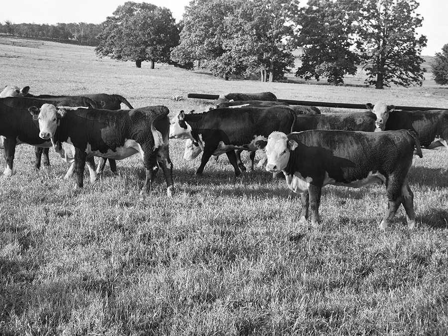 A herd of cattle grazing in an open pasture, captured in black and white with a mix of Hereford and Angus-style markings, set against a backdrop of trees and rolling hills.