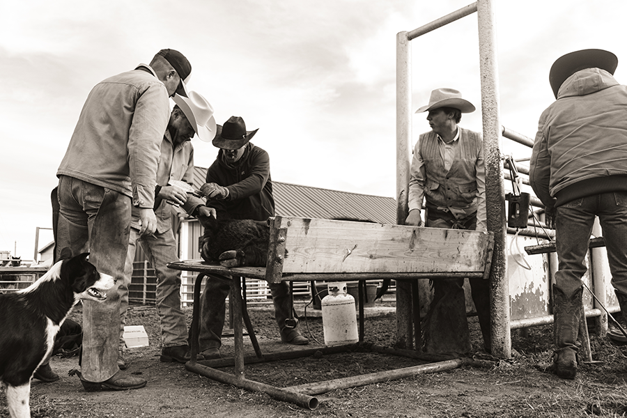 Black and white photo of ranchers gathered around a calf for branding or health care work, with a dog observing beside them—capturing tradition and teamwork on the ranch.